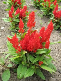 Piros indiai kakastaréj - tarajos celosia - Celosia argentea var cristata, Celosia argentea var. cristata, saláta